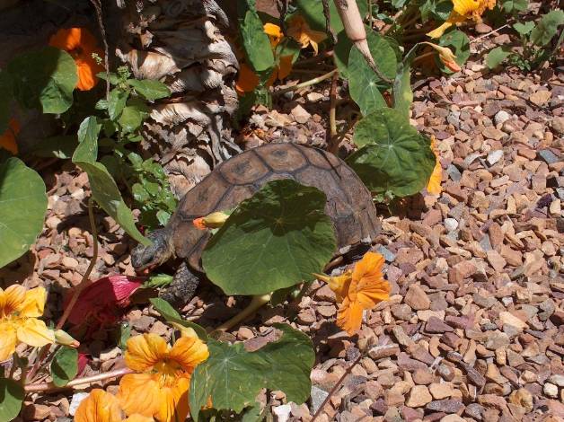 tortoise having breakfast